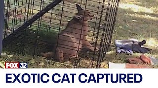 Exotic cat on the loose in Chicago suburb captured, homeowner speaks out