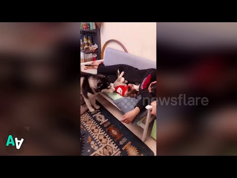 jealous-husky-drags-puppy-son-away-from-owner-so-he-can-get-special-seat