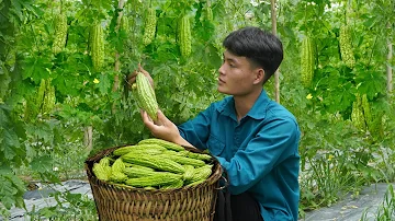 Harvesting bitter melon, Going to the market to sell, Cooking, Forest life
