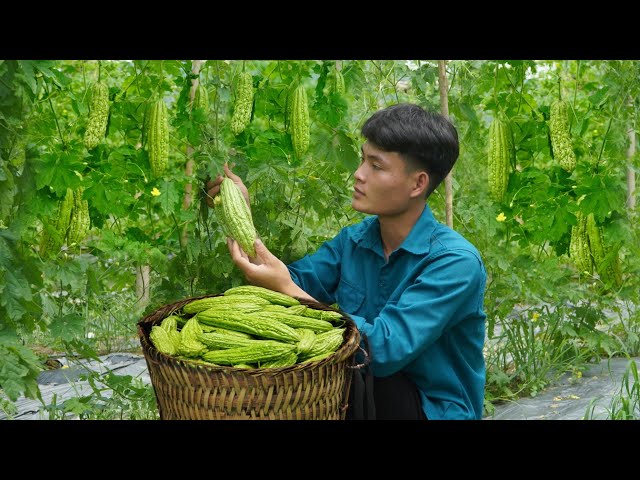 Harvesting bitter melon, Going to the market to sell, Cooking, Forest life class=