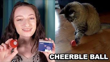 Meet My Cat Deli: Her Cheerble Ball Review!!