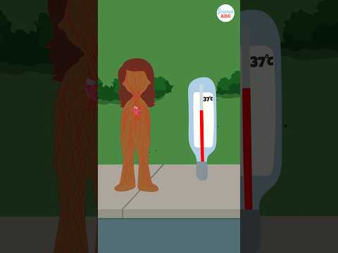 Video: Vem håller kroppstemperaturen?