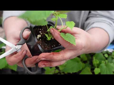 Video: Nanoteknologi Har Gjort Det Mulig å Gjøre Planter Til Lykter - Alternativt Syn