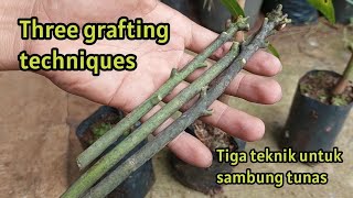 THREE GRAFTING TECHNIQUES // Pake Teknik Ini untuk Sambung Tunas