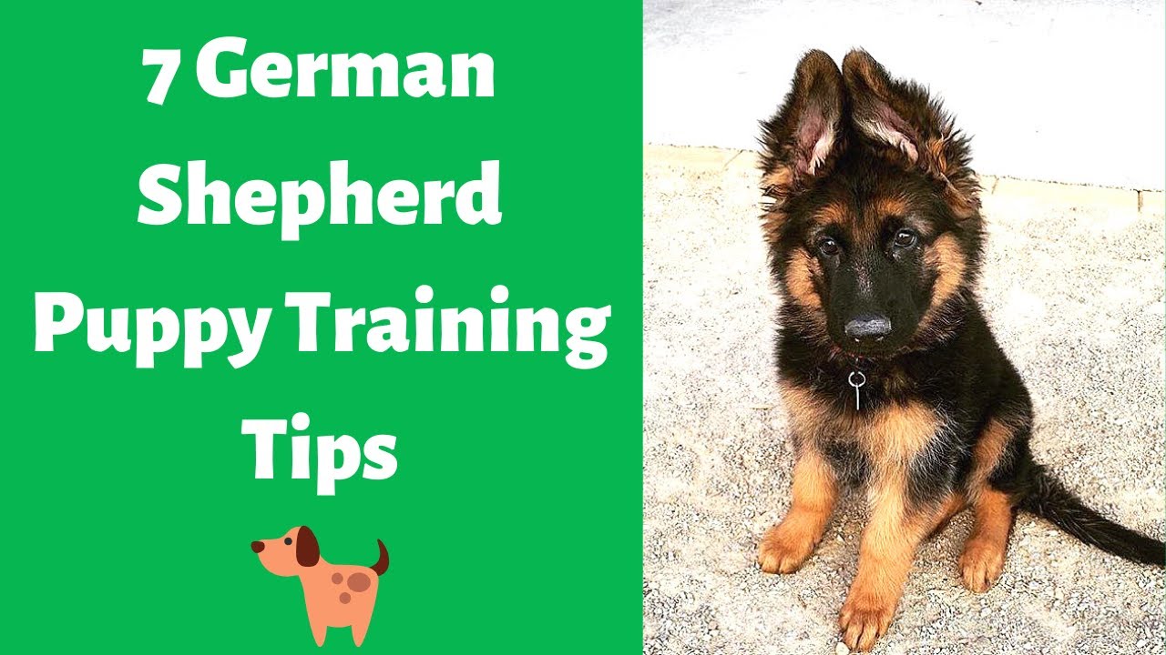 Download 7 Best German Shepherd Puppy Training Tips How To Train Your German Shepherd Puppy Youtube