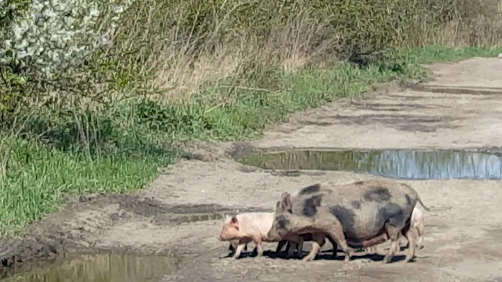Wild pig with her childs crossing road