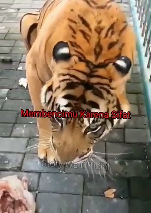 status wa||kata harimau bijak #katakata #harimau #status #viral #shorts