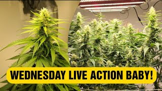 WEDNESDAY LIVE TIME !