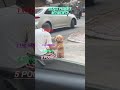 Dogs funny moments #trending #funny #ranking