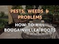 How to Kill Bougainvillea Roots