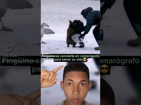 Pingüino se convierte