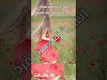 الاستاذ أحمد خضر شبارقة إنت أصلك مفرد 
