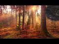 Screen Effects (Built-in)