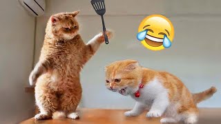 When God sends you a funny cat 😻 The funniest animals and pets 🤣