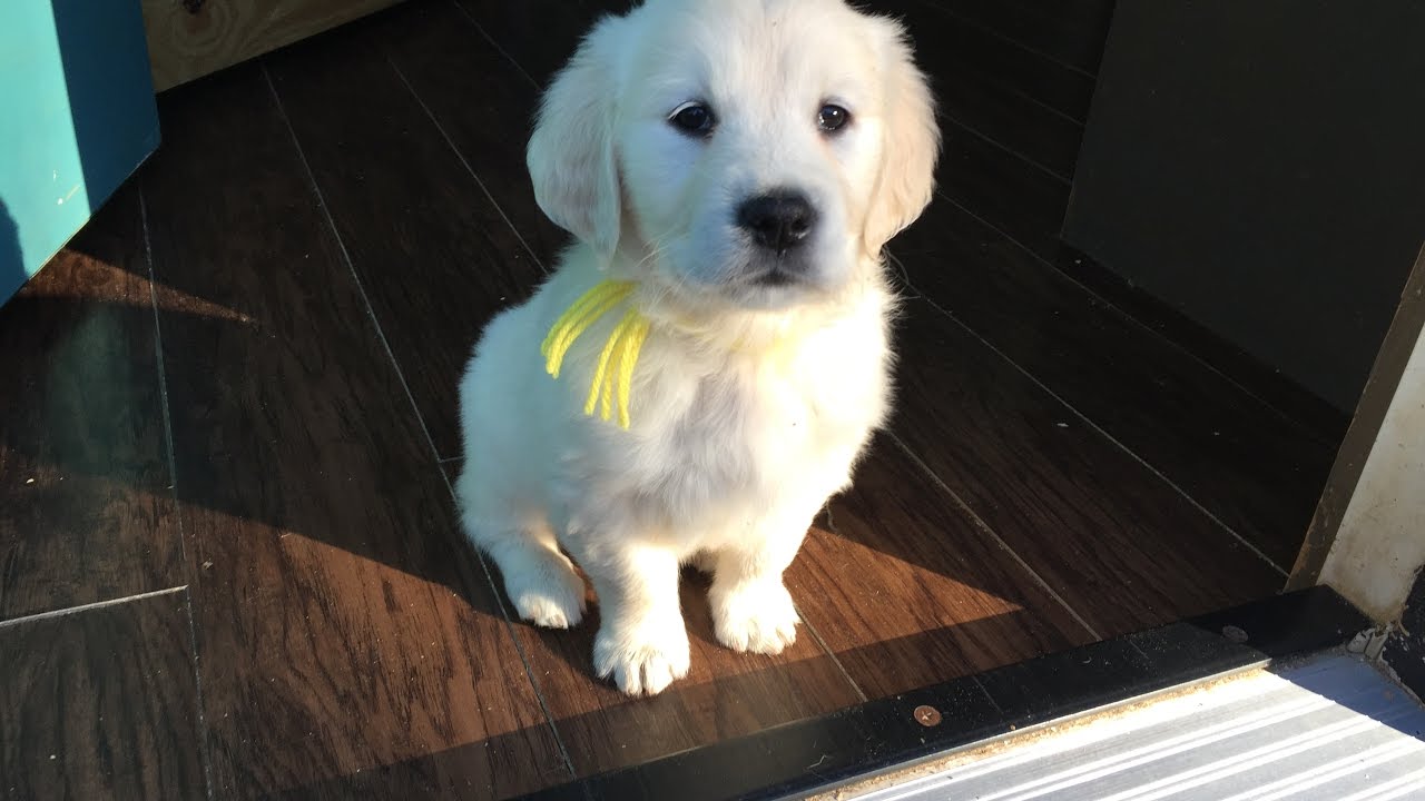 8 Week Old English Cream Golden 