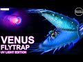 Venus Flytrap eats Insects in Pure UV Light