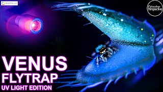 Venus Flytrap eats Insects in Pure UV Light