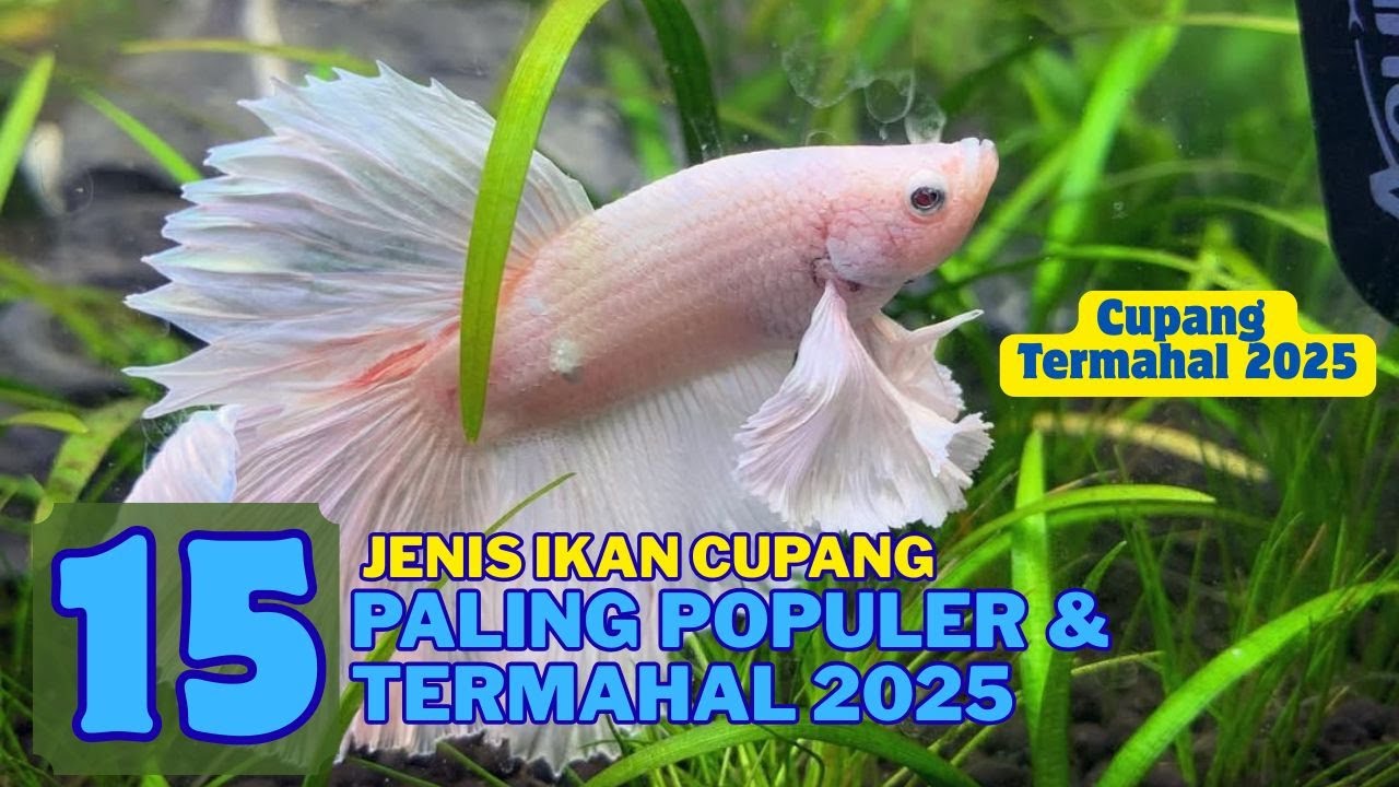 15 Jenis Ikan Cupang Paling Populer dan Termahal di tahun 2025