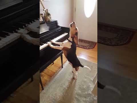 Dog singing a song while playing the piano