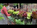 DIY How to grow lettuce In recycled plastic bottles, 🥬รั้วสีสวยๆและสดชื่น ได้กินผักปลอดสารค่ะ❤️🥬