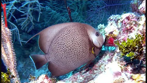 Belize scuba diving 2010 with Jerry Gentile pictur...
