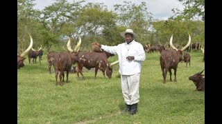 Museveni: How can the Banyankore be prosperous with Cattle and Milk only