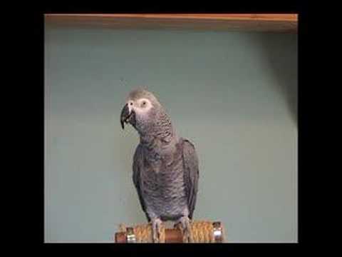TigerBird African Grey Parrot Amazing Talking smart talk bird TigerBird African Grey Parrot Amazing Talking smart talk bird