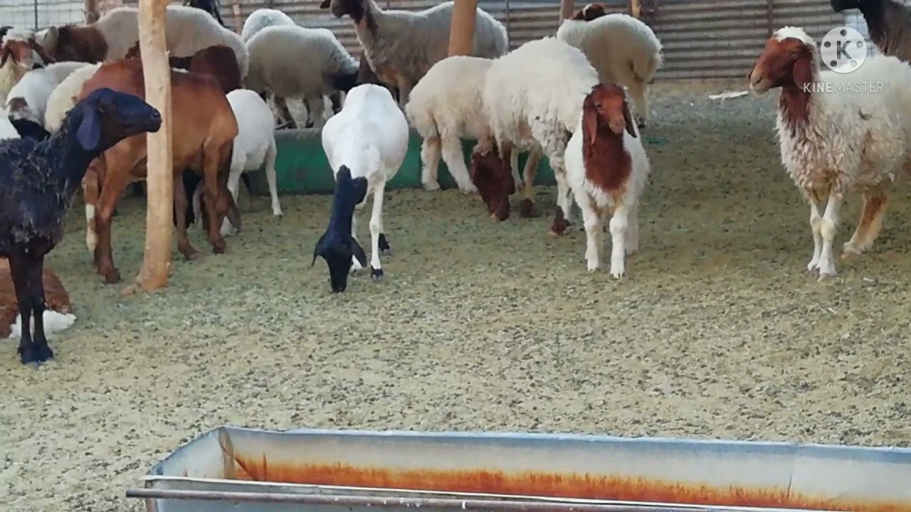 زيارة مستورد ومربي الأغنام ابومحمد الخلف ومعلومات عن التربيه الأحد 29/12/1442 ماشاء الله تبارك الله