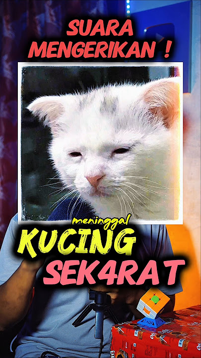SUARA KUCING DIUBAH JADI SERAM 😱