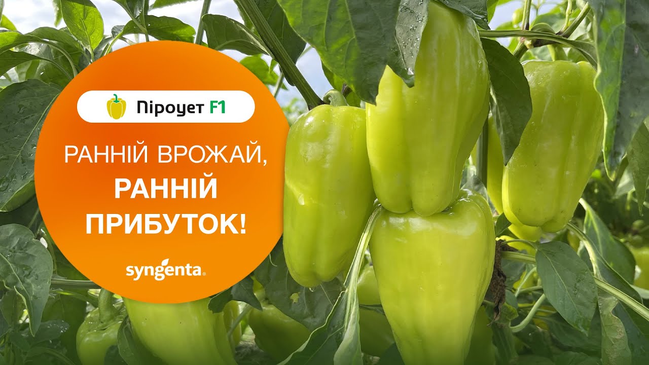 Перець Піроует! Ранній врожай, ранній прибуток!