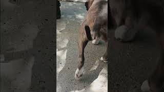 Chilling With Lovely Pitbull Bella 4