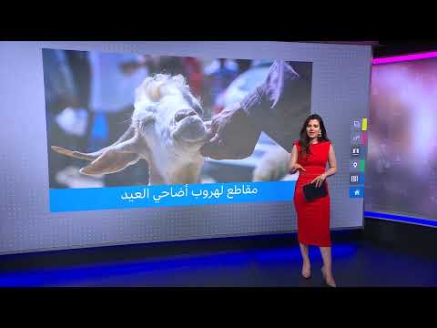 هروب الأضاحي في مصر: فيديوهات تنتشر على مواقع التواصل