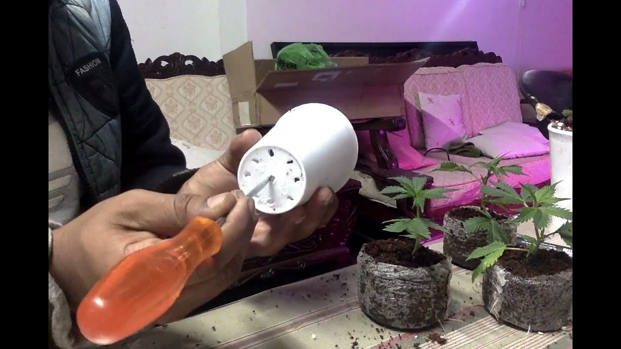 How to transplant ganja/cannabis clones South Africa