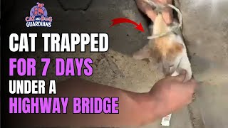 Cat Trapped for 7 Days Under a Highway Bridge – The Ending Will Break You #rescuecat #catrescue