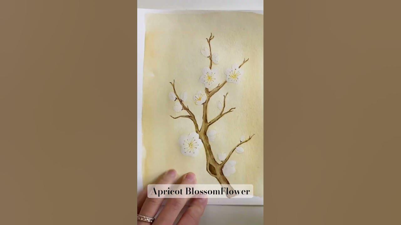 롼쌤 아트 | Apricot Blossom Flower, 매화꽃그리기 (수채화&색연필화) #botanicalart