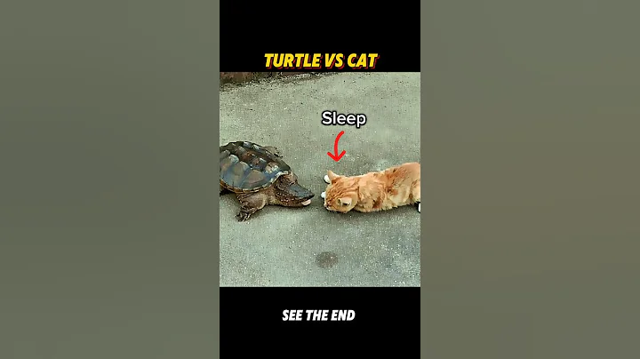 turtle vs cat #trending #animals #wildlife #youtubeshorts #youtube #shorts#cat#turtle#trendingshorts