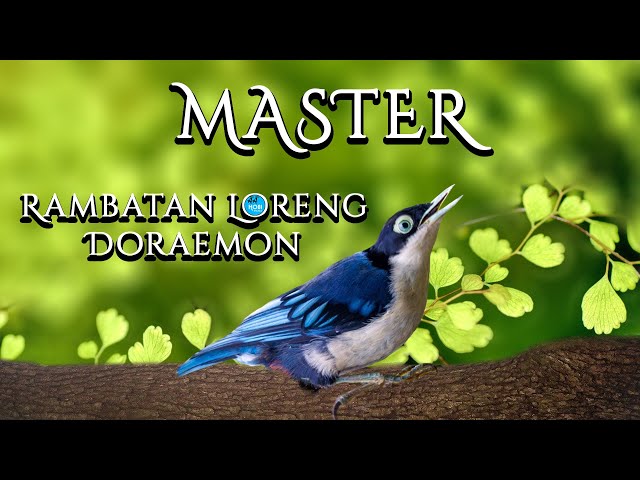 MASTER Rambatan Loreng DORAEMON class=