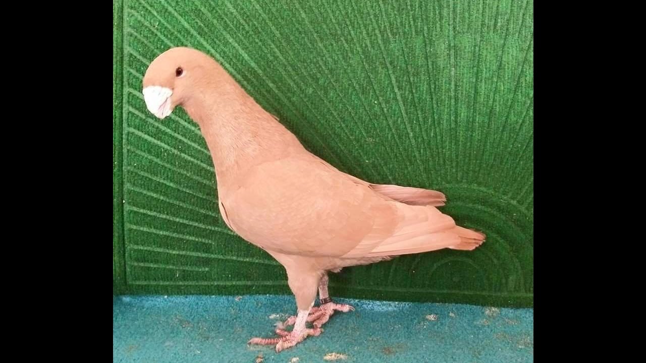 Exhibition Class Large Size Downface Pigeons Breeder Pair Zain Ali 03459442750 Farming In Pakistan Youtube