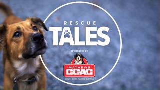 Rescue Tales: Looking to adopt a pet? Gulf Coast Humane Society has animals waiting for homes