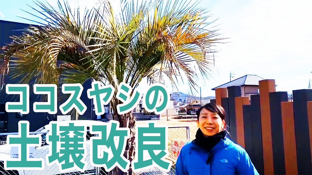 Cocos palm soil improvement - YouTube