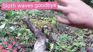 Sloth Rescue Has Unexpected Ending