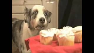 Summoner dog gets flashback of Summoner's Rift memories from muffins.