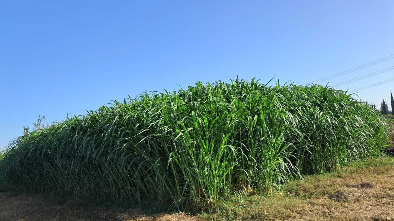 Xaçmazda İlk Dəfə Maralfalfa bitkisi əkildi H 1500 ton məhsul götürmək gözlənilir