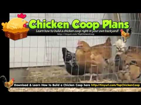 Chicken Coop With Run - Amish Built Chicken Coops - YouTube
