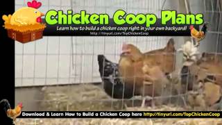 Chicken Coop With Run - Amish Built Chicken Coops
