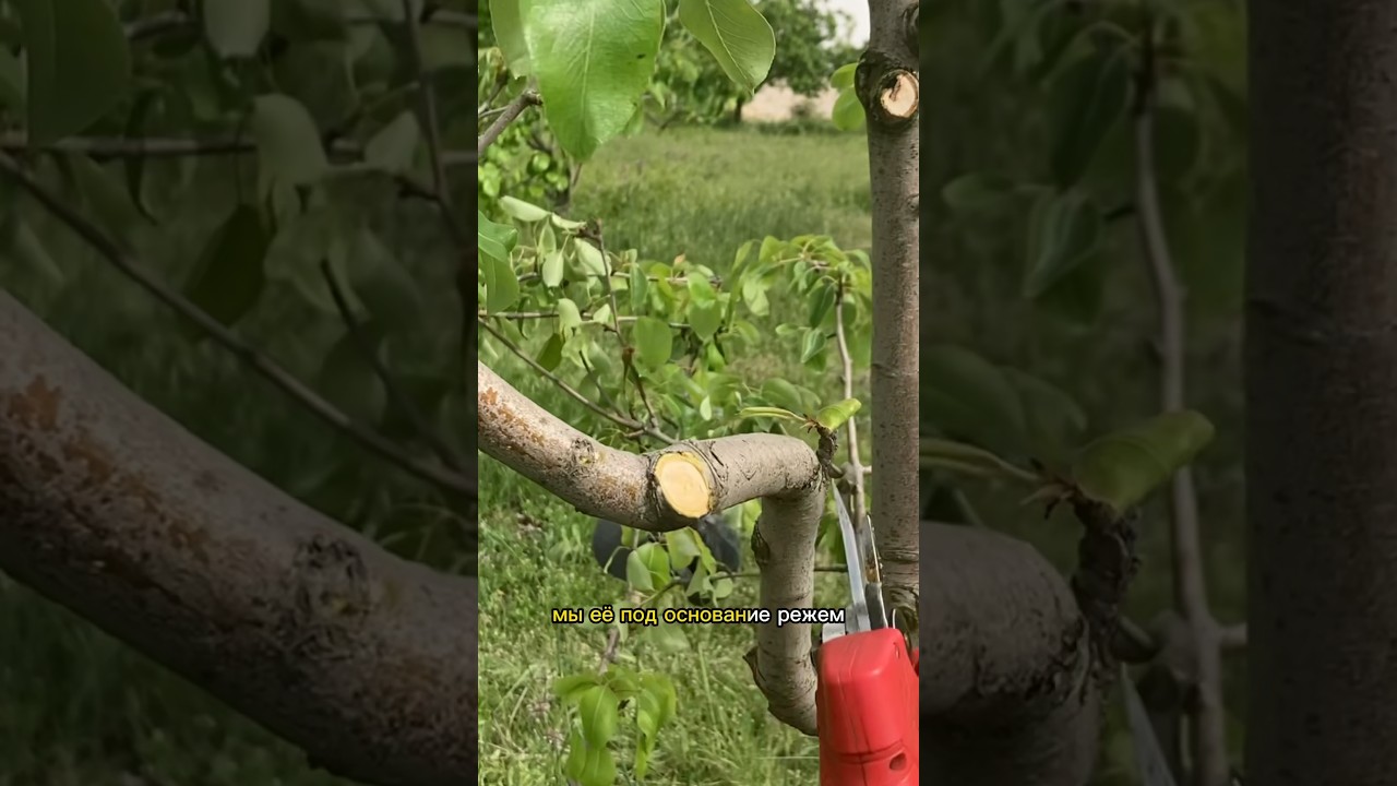 ⁣Эти ветви всегда будут давать рост вверх #сад #fruit #природа #обрезка