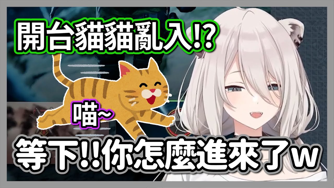 開台貓貓亂入!?聊天室聽到了獅白家傳來可愛的喵叫聲..【獅白牡丹】【hololive精華】