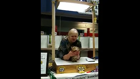 Promiseland's Favourite - Best Kitten at Judge Sha...