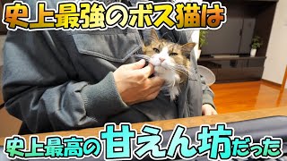 史上最強のボス猫は史上最高の甘えん坊でした