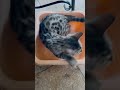 Бенгальский котик осваивает тазик😺🤭❤️